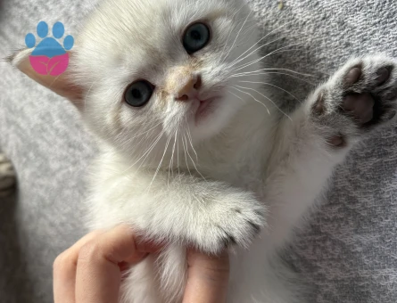 British shorthair yavrular