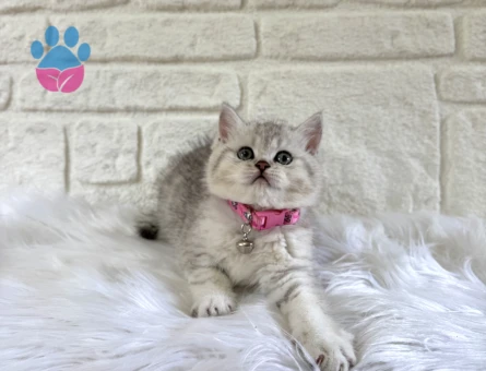 British Shorthair Tatlı Kızımız Silver Point