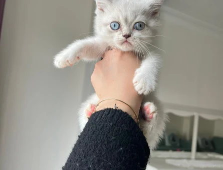 British yavru kedi erkek