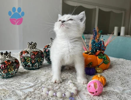 British yavru kedi erkek