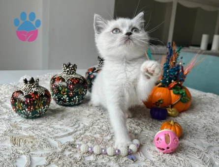 British yavru kedi erkek