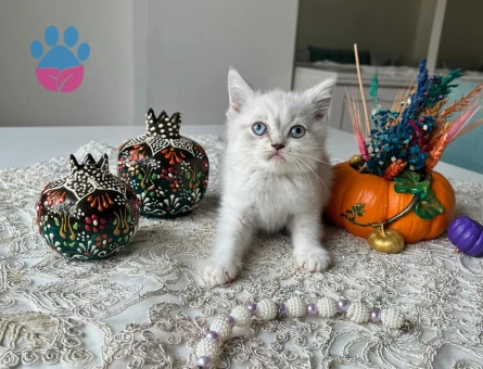 British yavru kedi erkek