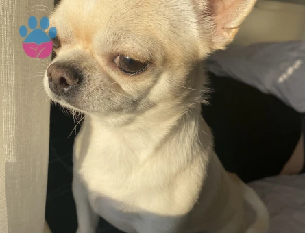 APPLE HEAD CHIHUAHUA OĞLUMA EŞ ARIYORUM
