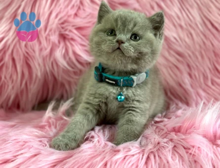 Harika Rengi İle British Shorthair Lilac Yavrularımız