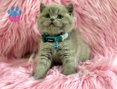 Harika Rengi İle British Shorthair Lilac Yavrularımız