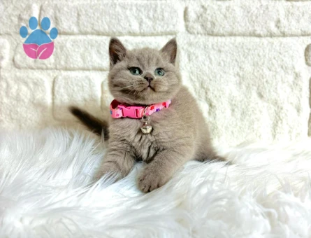 Nadir Renk British Shorthair Lilac Yavrumuz