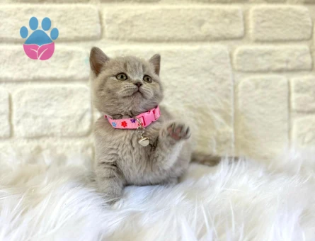 Nadir Renk British Shorthair Lilac Yavrumuz