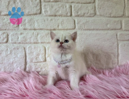 Sıcakkanlı British Shorthair Blue point Dişi