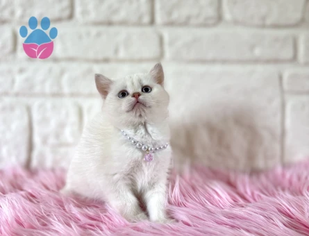 Sıcakkanlı British Shorthair Blue point Dişi
