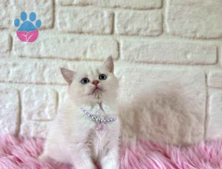 Sıcakkanlı British Shorthair Blue point Dişi