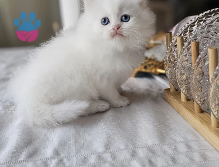 Pamuk Şeker Yavru British Longhair Beyaz