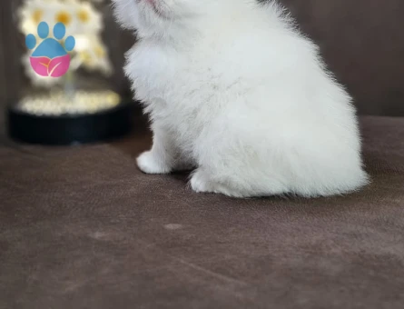 Pamuk Şeker Yavru British Longhair Beyaz