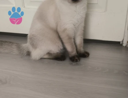 British Shorthair Mavi gözlü yavru Kedim Eş Arıyor