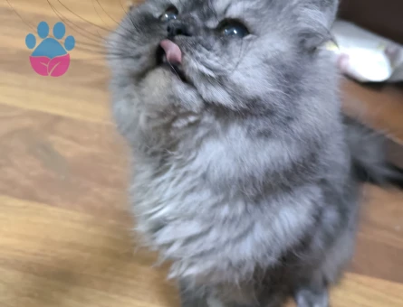 Chincilla 2 Yaşında Erkek Yuva Arıyor