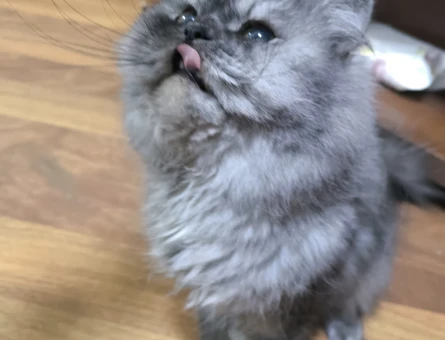 Chincilla 2 Yaşında Erkek Yuva Arıyor