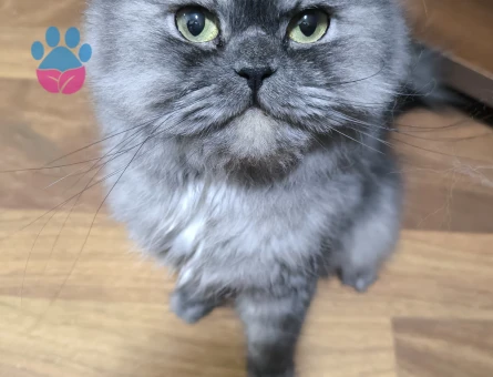 Chincilla 2 Yaşında Erkek Yuva Arıyor