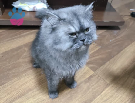 Chincilla 2 Yaşında Erkek Yuva Arıyor