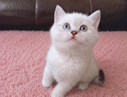 Blue Point Silver British Shorthair Kızımız Yeni Yuvasını Arıyor