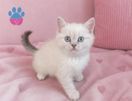 Blue Point Silver British Shorthair Kızımız Yeni Yuvasını Arıyor