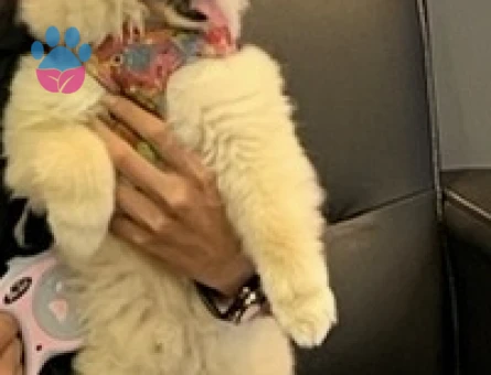 Poomeranian Boo 1 Yaşında Köpeğim Eş Arıyor