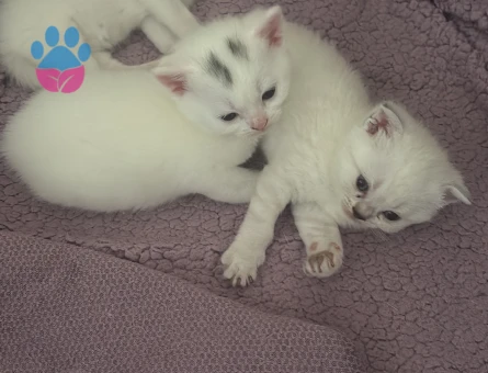 British Shorthair Dişi ve Erkek Yuva Arıyor
