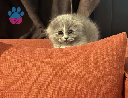 Scottish Fold British Shorthair Yavrular