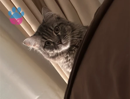 British Longhair 1 Yaşında Yuva Arıyor