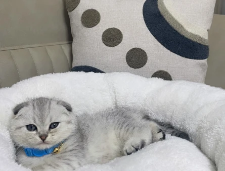 Scottish fold 3 Aylık Erkek - 4488