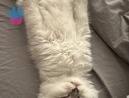 British Shorthair bebeğimiz