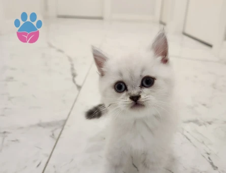 British shorthair silver point yavrular