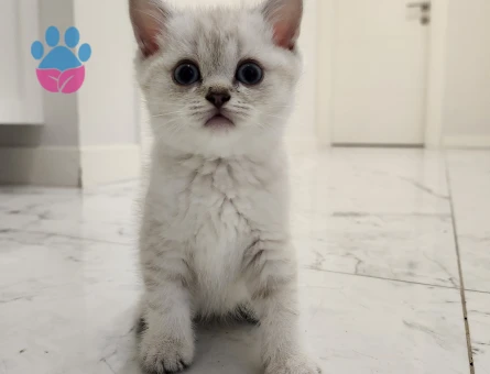 British shorthair silver point yavrular