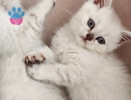 British shorthair silver point yavrular