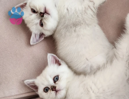 British shorthair silver point yavrular