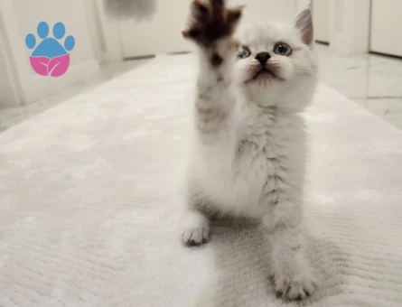 British shorthair silver point yavrular