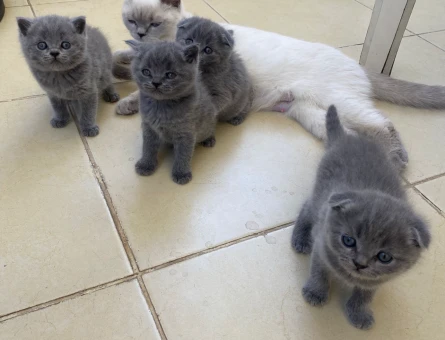 1 Yaşında Scottish Fold Kedim - 4489
