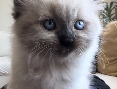 Himalayan 2 Aylık Yuva Arıyor