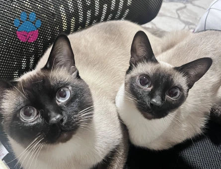 1 yaşında erkek siyam kedi