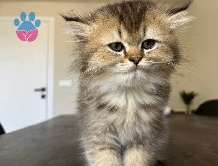 British LongHair Uzun tüylü yavrularım