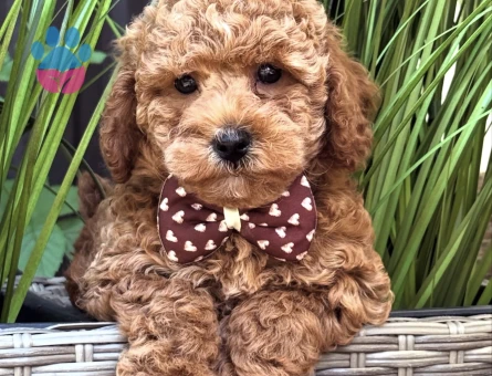 RED TOY POODLE YAVRULARI