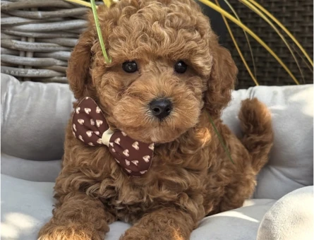 RED TOY POODLE YAVRULARI - 5015