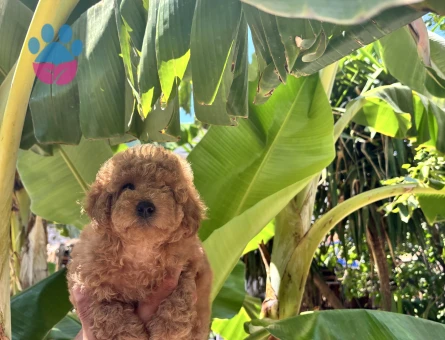 Dünyalar güzeli toy poodle