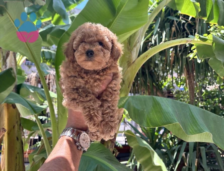 Dünyalar güzeli toy poodle