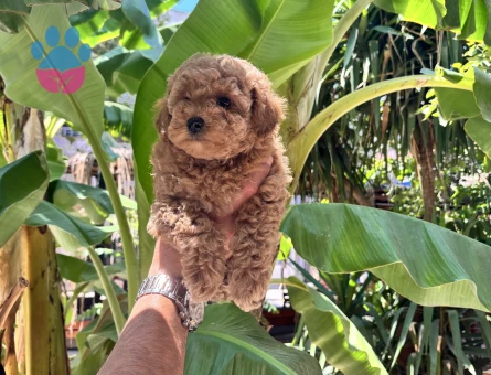 Dünyalar güzeli toy poodle
