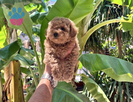 Dünyalar güzeli toy poodle