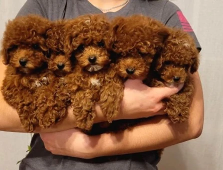 toy poodle yavrularım sağlı ve ırk garantilidir - 5022