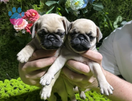 Mini pug bebekler - 5023