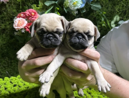 Mini pug bebekler - 5023