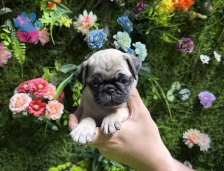 Simit kuyruk pug yavrular - 5024