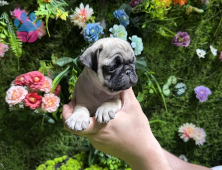 Simit kuyruk pug yavrular