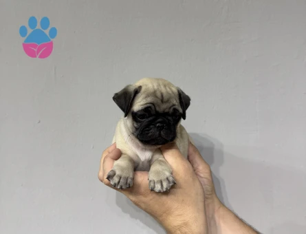Krem renk pug bebekler - 5025